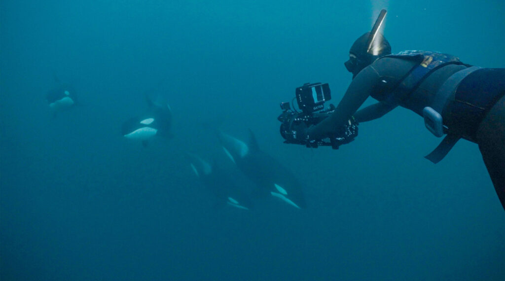 DOCLIGHTS gewinnt Deutschen Meeresfilmpreis 2025 mit „UNTER ORCAS“: Ein Appell für den Schutz der Meere